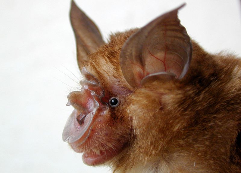 Bats could be found at some wildlife markets
